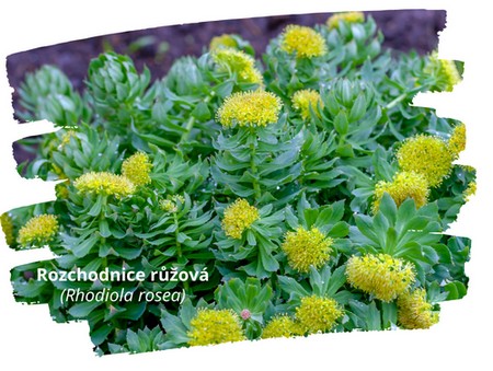 Rozchodnice růžová - Rodiola rosea